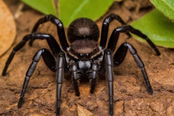 Die giftigste Spinne der Welt: Fakten, Mythen und ihre Gefahren für den Menschen