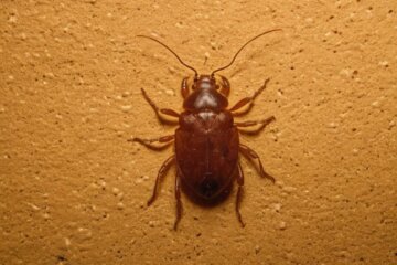 Staubläuse an der Wand: Ursachen, Prävention und Bekämpfungstipps