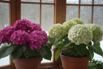 Hortensien im Topf überwintern: Tipps für eine erfolgreiche Winterpflege